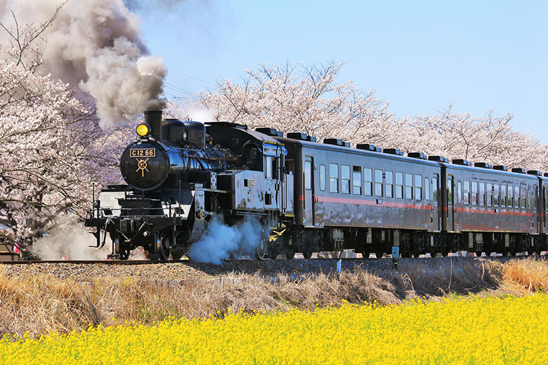 真岡鉄道 - 蒸気機関車